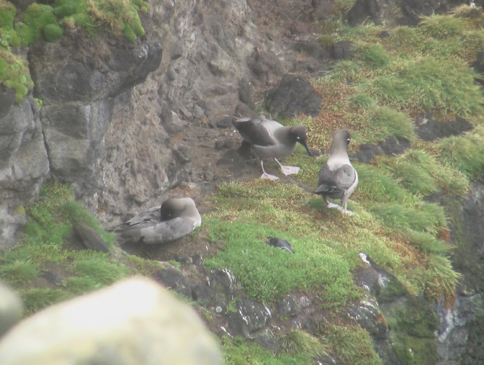 Light-mantled Sooty Albatross